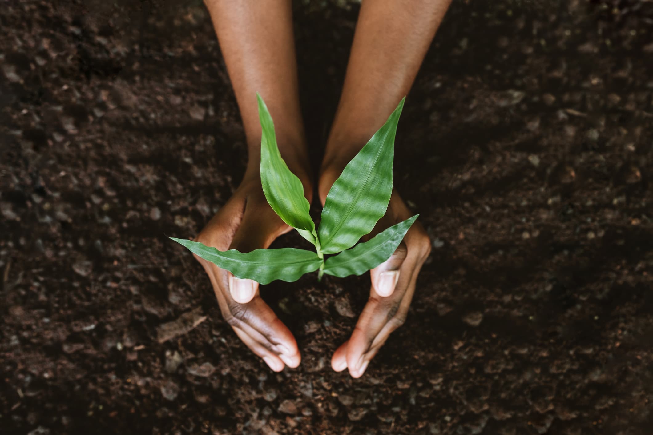 Growing Plants for Fun and Profit